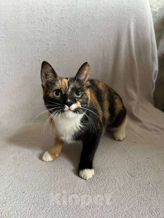 Кошки в Москве: котенок Милли ищет дом Девочка, Бесплатно - фото 4