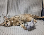 Кошки в Одинцово: Найдена молодая кошечка Мальчик, Бесплатно - фото 9