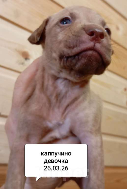 Собаки в других городах Московской области: Американский питбультерьер щенок девочка Девочка, 50 000 руб. - фото 3