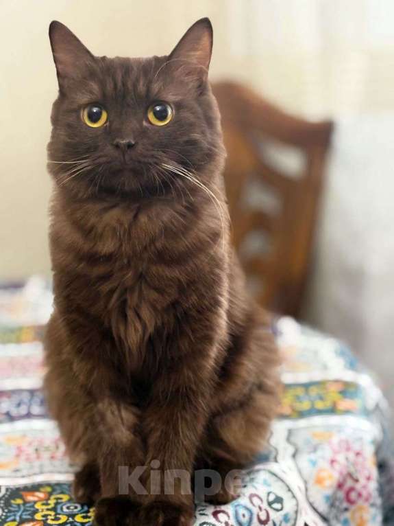 Кошки в Москве: Шоколадная кошечка ищет дом и самые добрые руки! Девочка, Бесплатно - фото 2