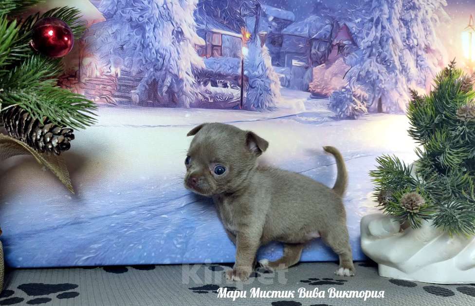 Собаки в Санкт-Петербурге: Лиловая МИНИ Вива Виктория вес 350 грамм чихуахуа Девочка, 120 000 руб. - фото 6