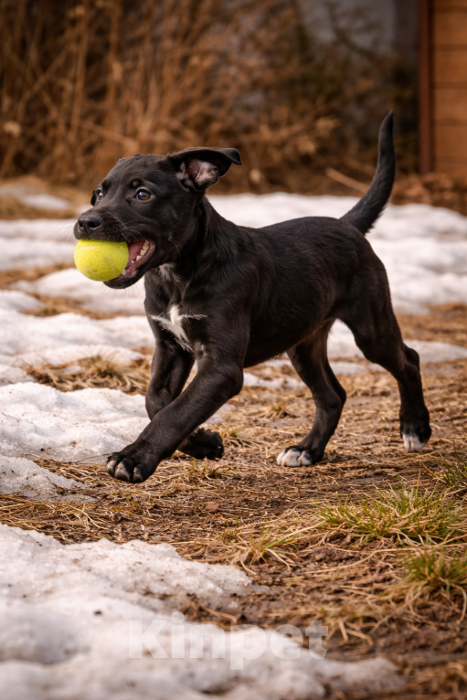 Собаки в других городах Московской области: Обворожительный метис Лабрадора Тим Мальчик, Бесплатно - фото 4