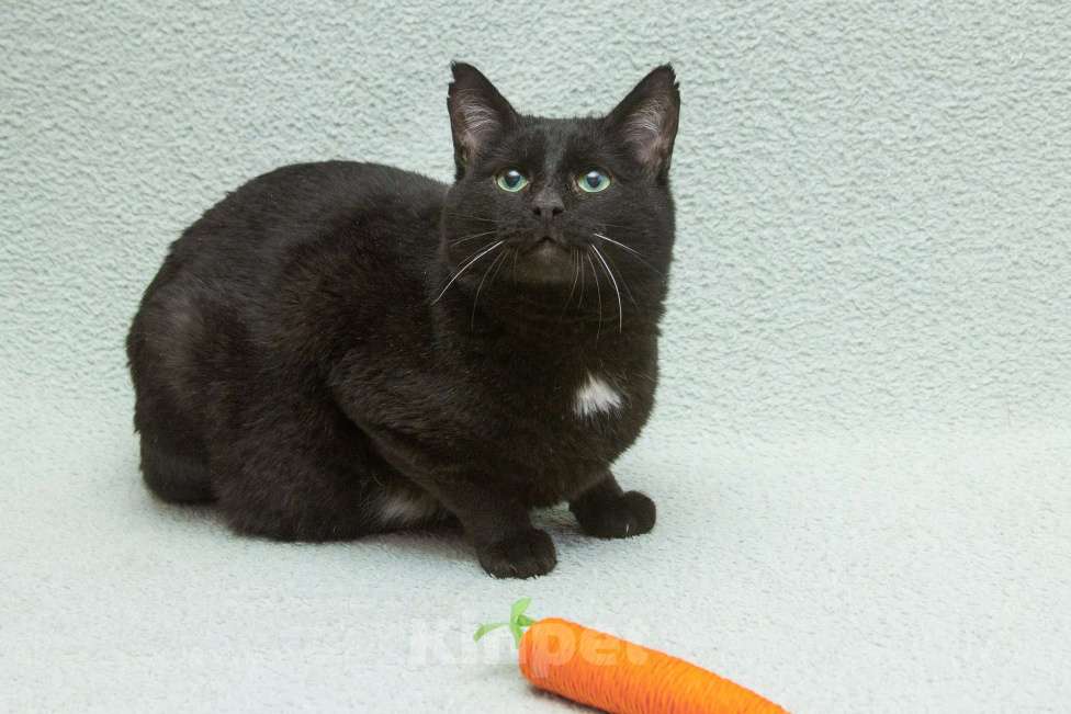 Кошки в Москве: Благородный рыцарь Рамзес — черный кот в дар Мальчик, 10 руб. - фото 5