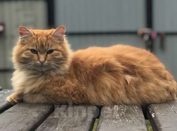 Кошки в Москве: Кошечка Марта в добрые руки Девочка, Бесплатно - фото 3