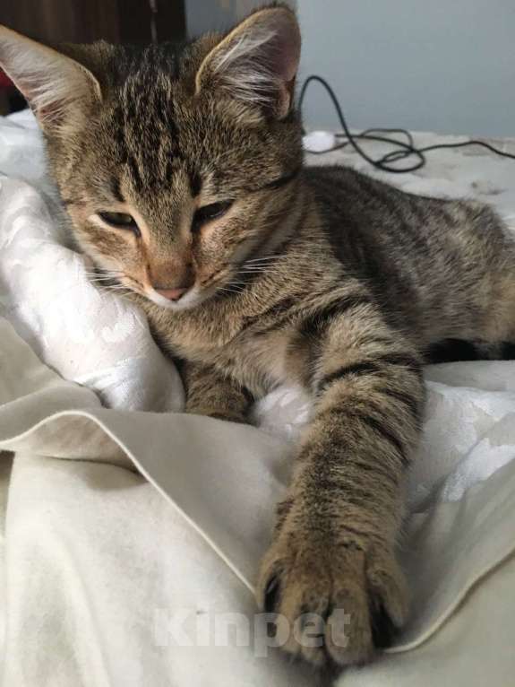 Кошки в Сочи: Обаятельные кошечка и котик Девочка, 10 руб. - фото 4