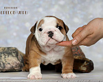 Собаки в Калуге: Английский бульдог щенок Мальчик, 100 000 руб. - фото 1