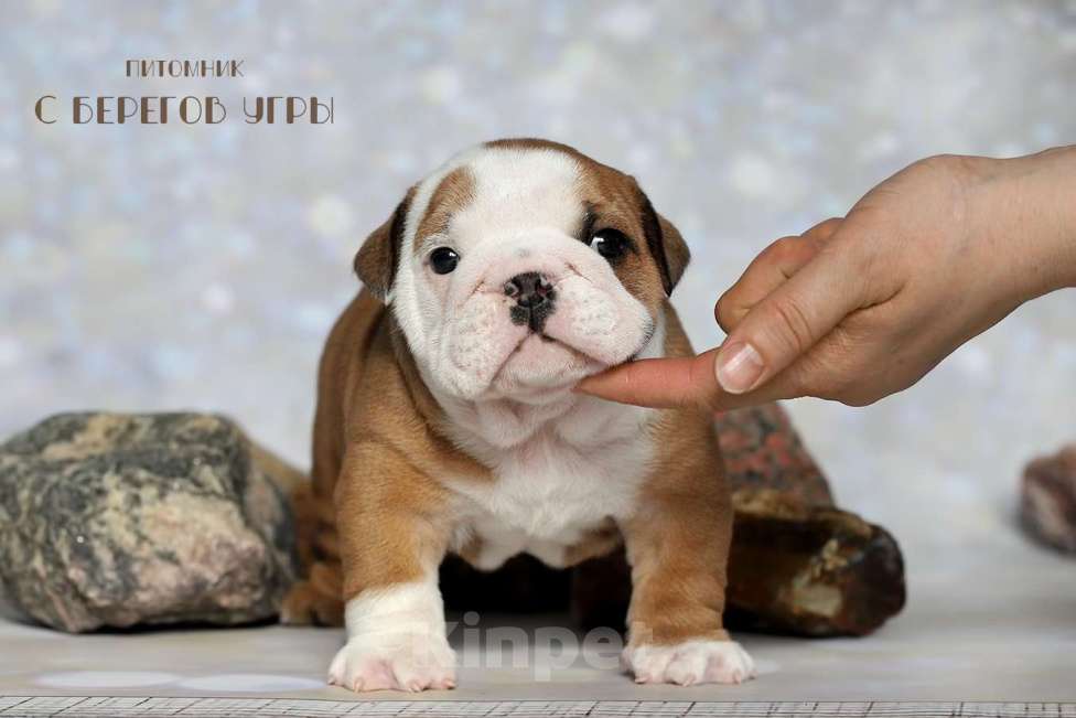 Собаки в Калуге: Английский бульдог щенок Мальчик, 100 000 руб. - фото 1
