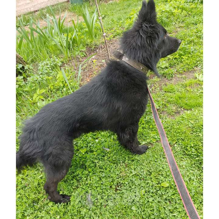 Собаки в Москве: Шикарный пёс ДЖИМ ищет семью Мальчик, 12 руб. - фото 5