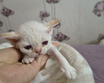 Кошки в Новосибирске: Девон Рекс, девочка Девочка, 120 000 руб. - фото 1
