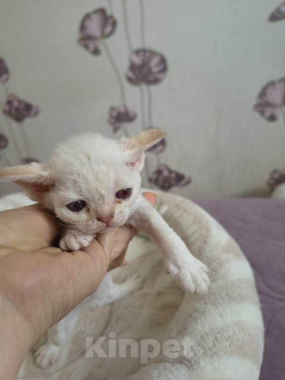 Кошки в Новосибирске: Девон Рекс, девочка Девочка, 120 000 руб. - фото 1