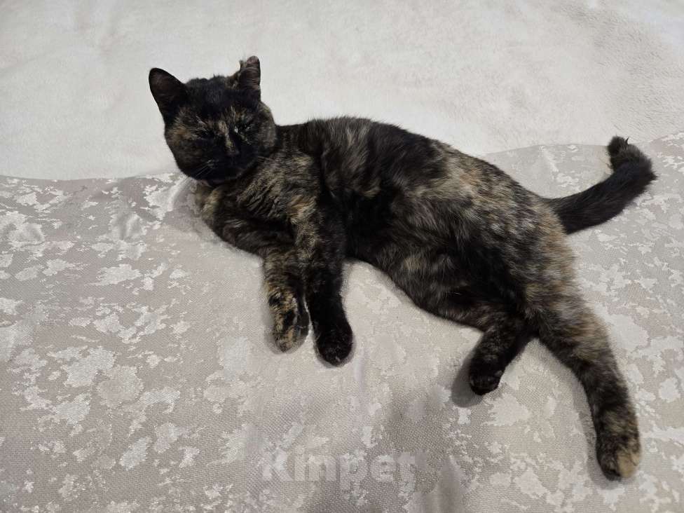 Кошки в Семикаракорске: Хранительница дома  Девочка, Бесплатно - фото 4