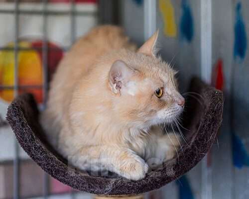 Кошки в Москве: Томат Мальчик, Бесплатно - фото 3