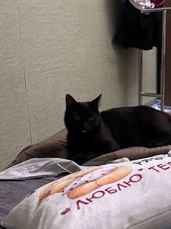 Кошки в Ликино-Дулево: Отдам в добрые руки Мальчик, Бесплатно - фото 3