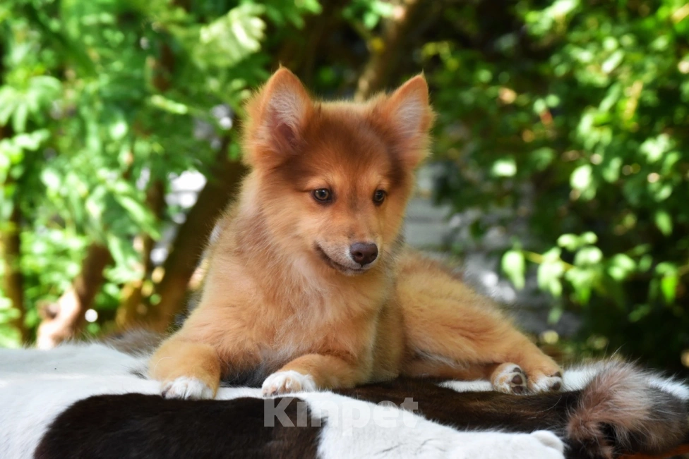 Собаки в Москве: Ненецкая оленегонная лайка. Кобель Янтарь. Мальчик, 80 000 руб. - фото 3