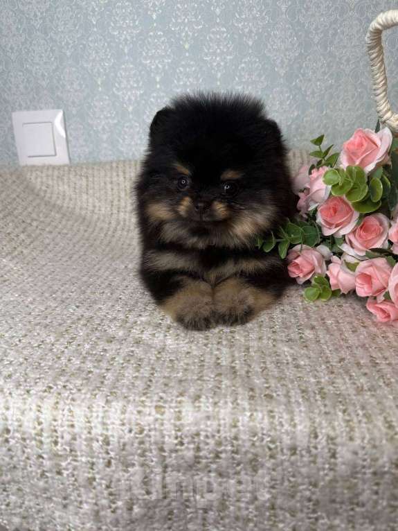 Собаки в Тюмени: Шпиц - мини (Сhanel black shining star ) Девочка, Бесплатно - фото 4