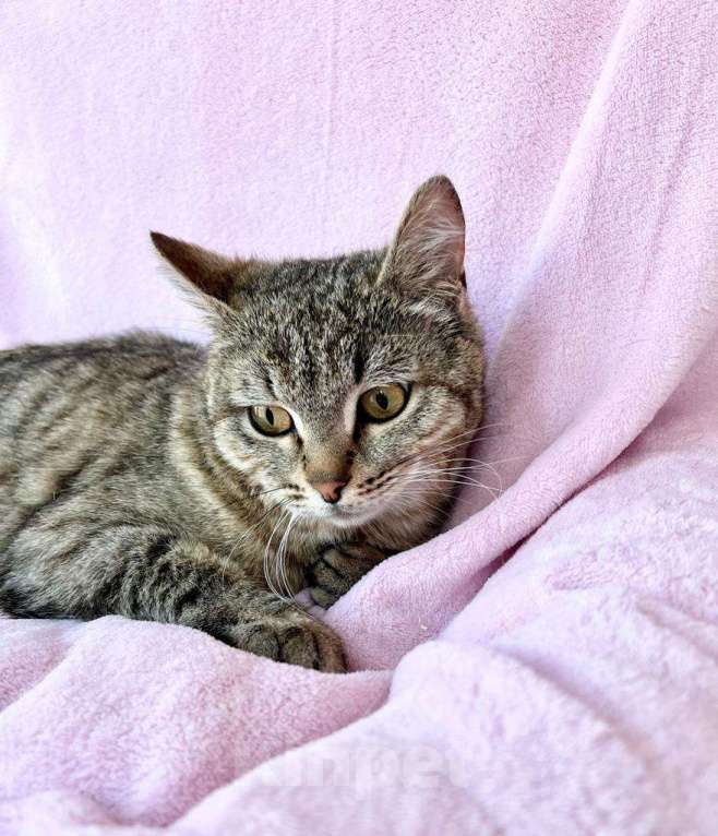 Кошки в Москве: Хома - кот, который делает погоду в доме! В добрые руки Мальчик, Бесплатно - фото 5