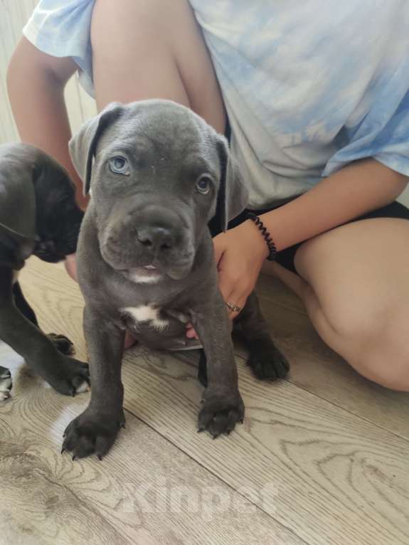 Собаки в Изобильном: Щеночки Кане Корсо  Мальчик, 15 000 руб. - фото 5