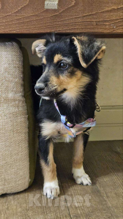 Собаки в Москве: Малышка Молли Девочка, Бесплатно - фото 3