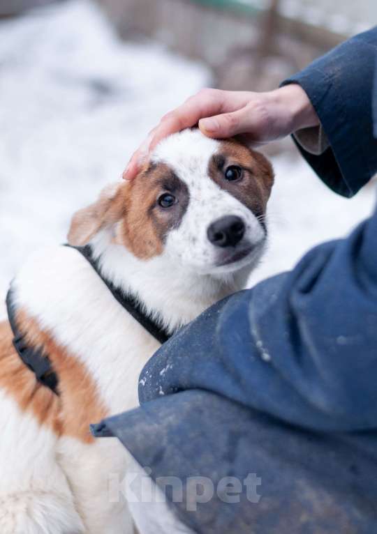 Собаки в Ногинске: Малышка Анни ждет свою семью в приюте Девочка, Бесплатно - фото 5