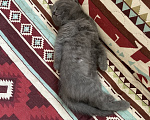 Кошки в Краснодаре: Отдам в добрые руки Девочка, Бесплатно - фото 3