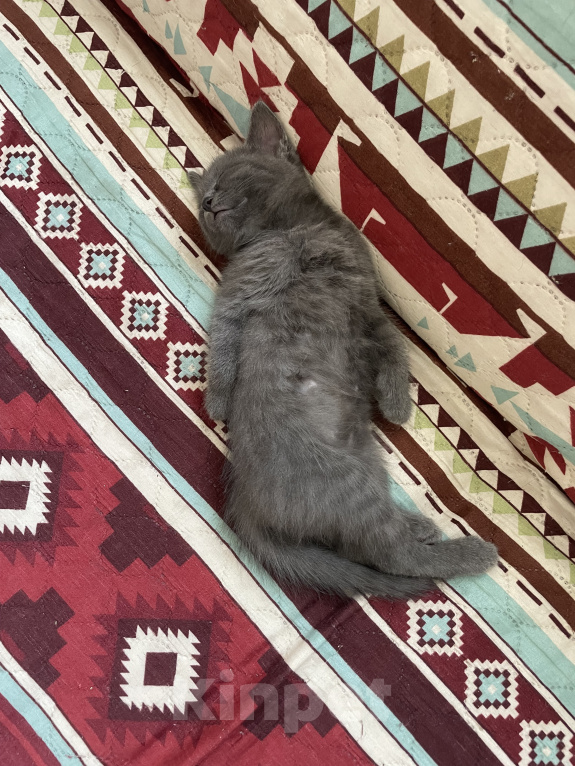 Кошки в Краснодаре: Отдам в добрые руки Девочка, Бесплатно - фото 3