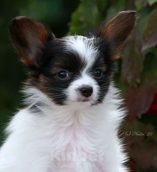 Собаки в других городах Алтайского края: Мальчик папийон, 2 месяца, окрас триколор.  Мальчик, 50 000 руб. - фото 2