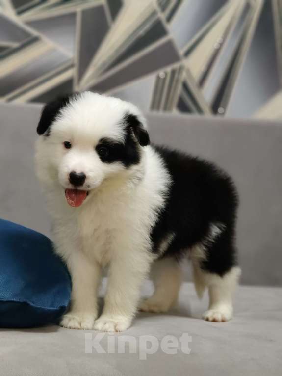 Собаки в других городах Приморского края: Бордер колли, документы РКФ Девочка, 100 000 руб. - фото 3