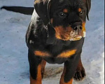 Собаки в Челябинске: Подрощенная малышка породы ротвейлер Девочка, 50 000 руб. - фото 1
