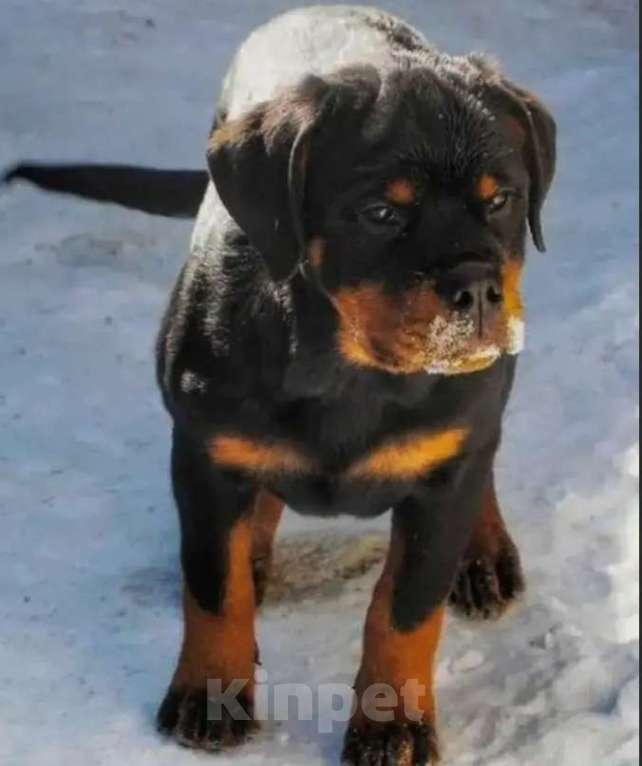 Собаки в Челябинске: Подрощенная малышка породы ротвейлер Девочка, 50 000 руб. - фото 1