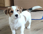 Собаки в других городах Ленинградской области: Джек Рассел, щенки мальчики Мальчик, Бесплатно - фото 3