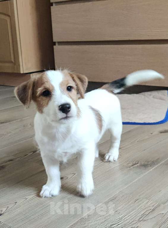 Собаки в других городах Ленинградской области: Джек Рассел, щенки мальчики Мальчик, Бесплатно - фото 3