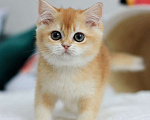 Кошки в Владивостоке: Роскошный британский котенок Мальчик, 150 000 руб. - фото 1