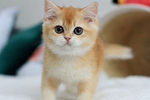 Объявление: Роскошный британский котенок, 150 000 руб., Владивосток
