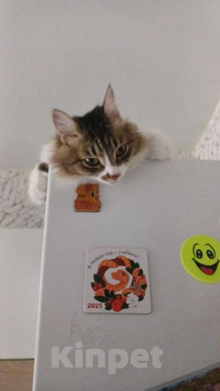 Кошки в Иваново: Потерялся кот Мальчик, Бесплатно - фото 2