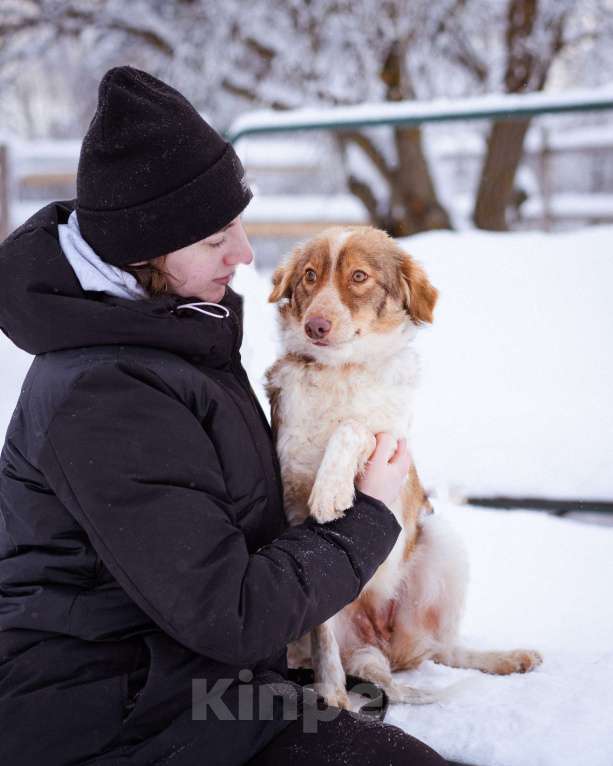 Собаки в Москве: Феня, 1 год, вес 10 кг Девочка, Бесплатно - фото 8