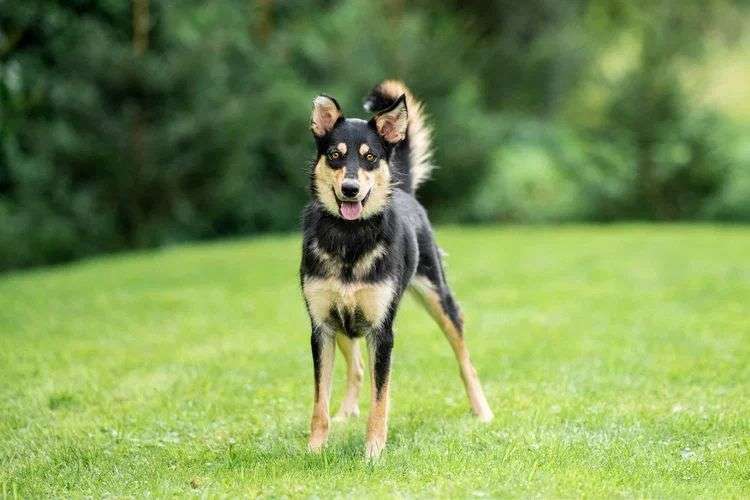 Собаки в Москве: Не пора ли мне наконец домой? Девочка, Бесплатно - фото 3