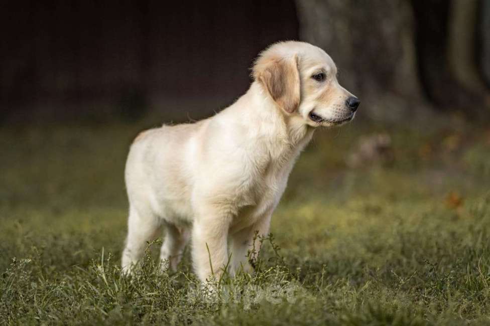 Собаки в Мытищах: Золотистый ретривер, щенок Мальчик, 60 000 руб. - фото 6