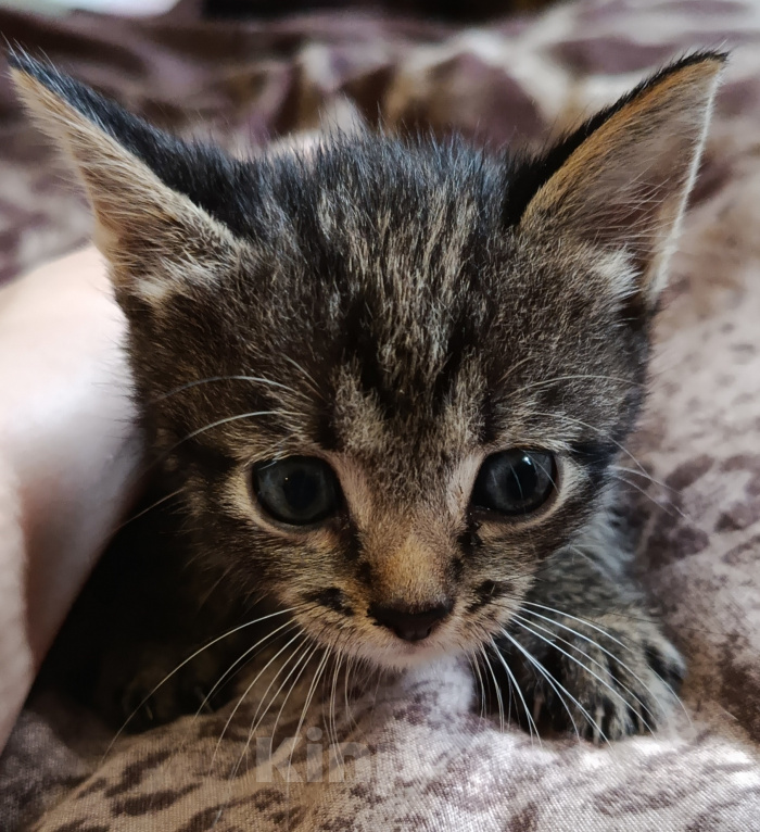 Кошки в Воронеже: Котёнок в добрые руки Мальчик, Бесплатно - фото 4