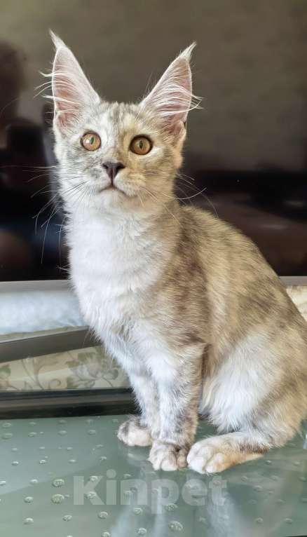 Кошки в Краснодаре: ПРАДА Девочка, 70 000 руб. - фото 5