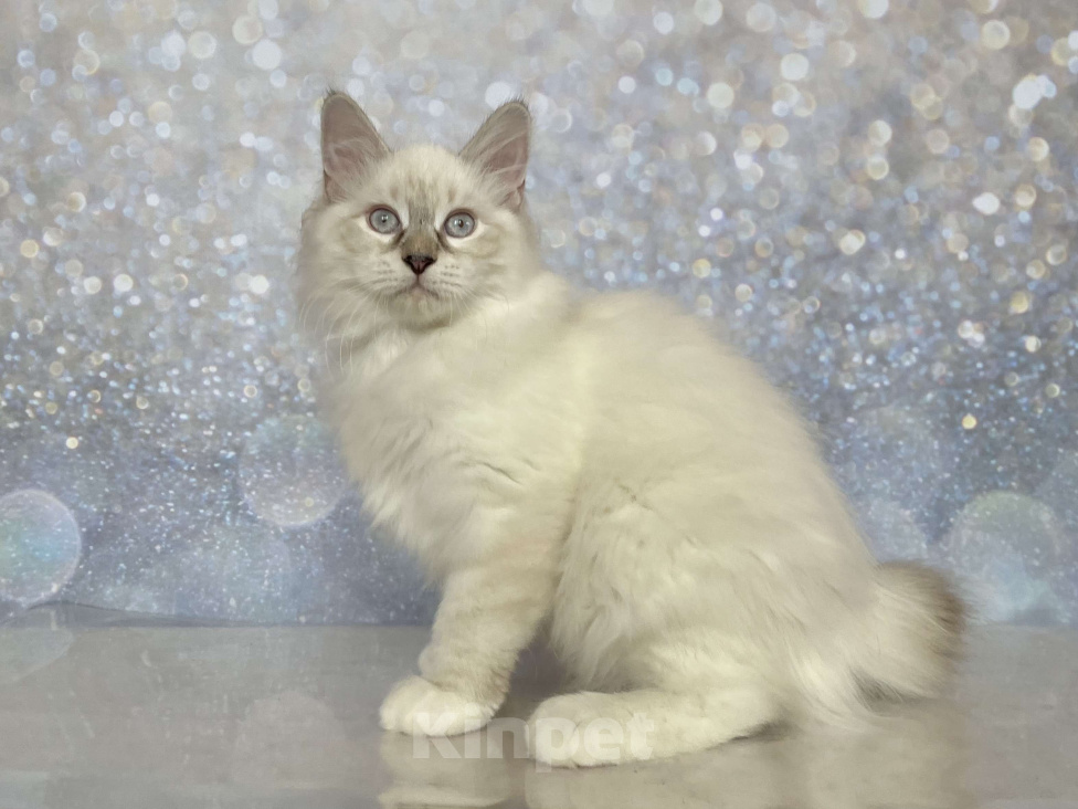 Кошки в других городах Московской области: Rokki of Rufus Vallis Мальчик, 50 000 руб. - фото 1