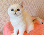 Кошки в Санкт-Петербурге: Золотая шиншилла пойнт Девочка, 25 000 руб. - фото 7