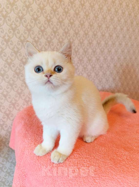 Кошки в Санкт-Петербурге: Золотая шиншилла пойнт Девочка, 25 000 руб. - фото 7