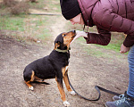 Собаки в Москве: Собака из приюта ищет дом Мальчик, Бесплатно - фото 9