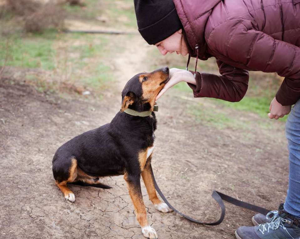 Собаки в Москве: Собака из приюта ищет дом Мальчик, Бесплатно - фото 9