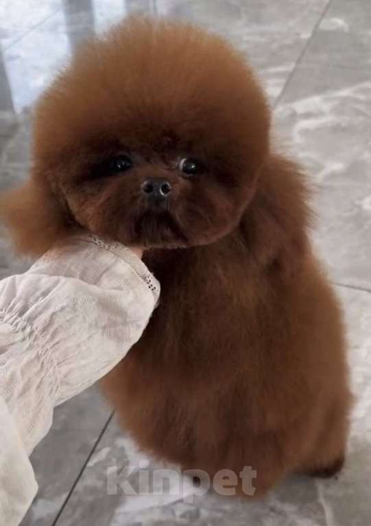 Собаки в Москве: Мальтипу | тикап тедди пудель Китай Девочка, 120 руб. - фото 3