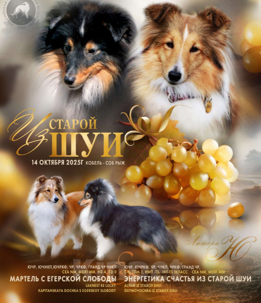 Собаки в Вологде: Очаровательный щенок шелти Мальчик, Бесплатно - фото 9