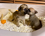 Собаки в Москве: Продаются щенки чихуахуа чёрного и рыжего окраса  Мальчик, 15 000 руб. - фото 2