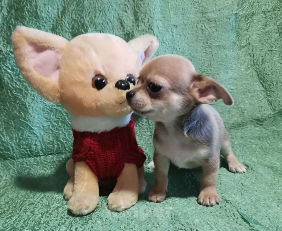 Собаки в Саранске: Щенки чихуахуа.  Мальчик, 30 000 руб. - фото 5