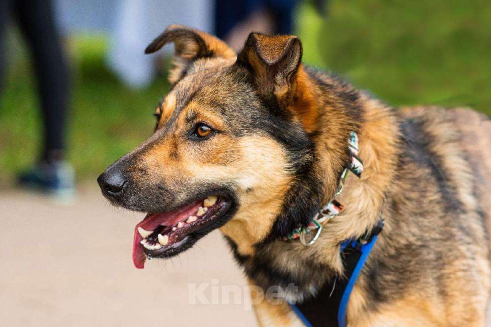 Собаки в Москве: Мулан Девочка, Бесплатно - фото 7