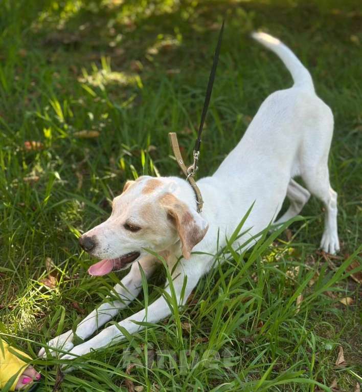 Собаки в Москве: Щенок Дэни Мальчик, Бесплатно - фото 2